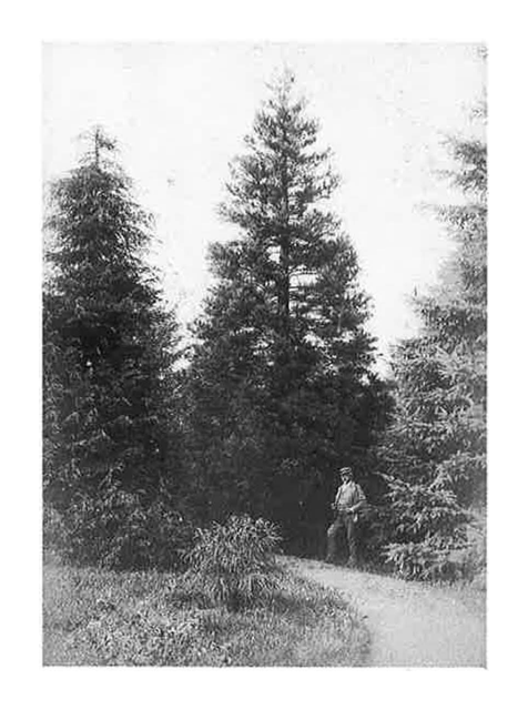 Skovrider Carl Bloch ved en Sequoia, han har plantet 1860érne på Fyn. Foto fra 1891.